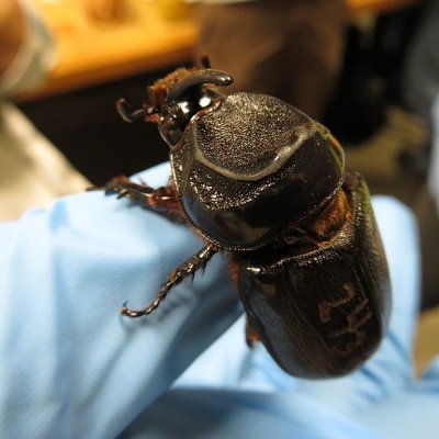 A hand holding a beetle